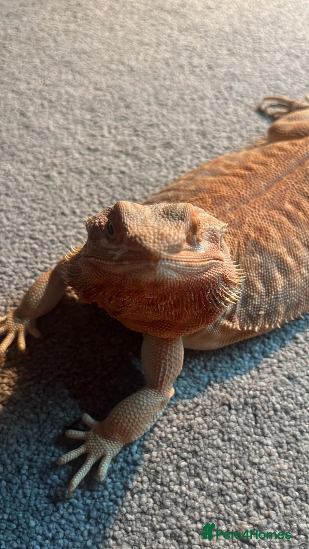 Bearded Dragon reptiles for sale: Bearded dragon - Advert 1