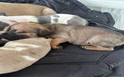 Mixed Breed dogs for sale: American bull staff puppies  - Image 30
