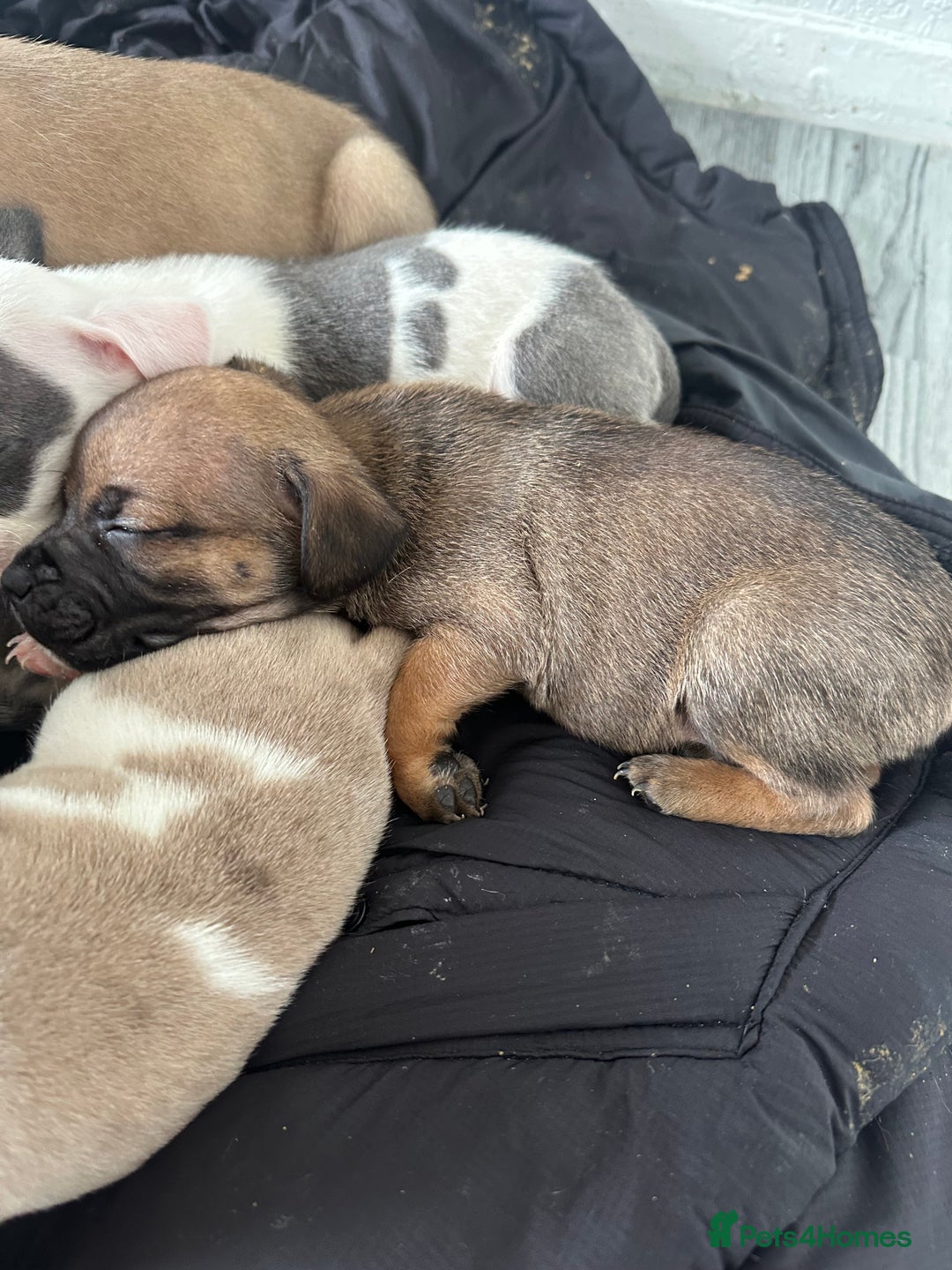 Mixed Breed dogs for sale: American bull staff puppies  - Image 30