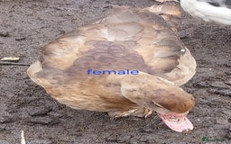 Ducks poultry for sale: Moscovy ducks for sale - Image 6