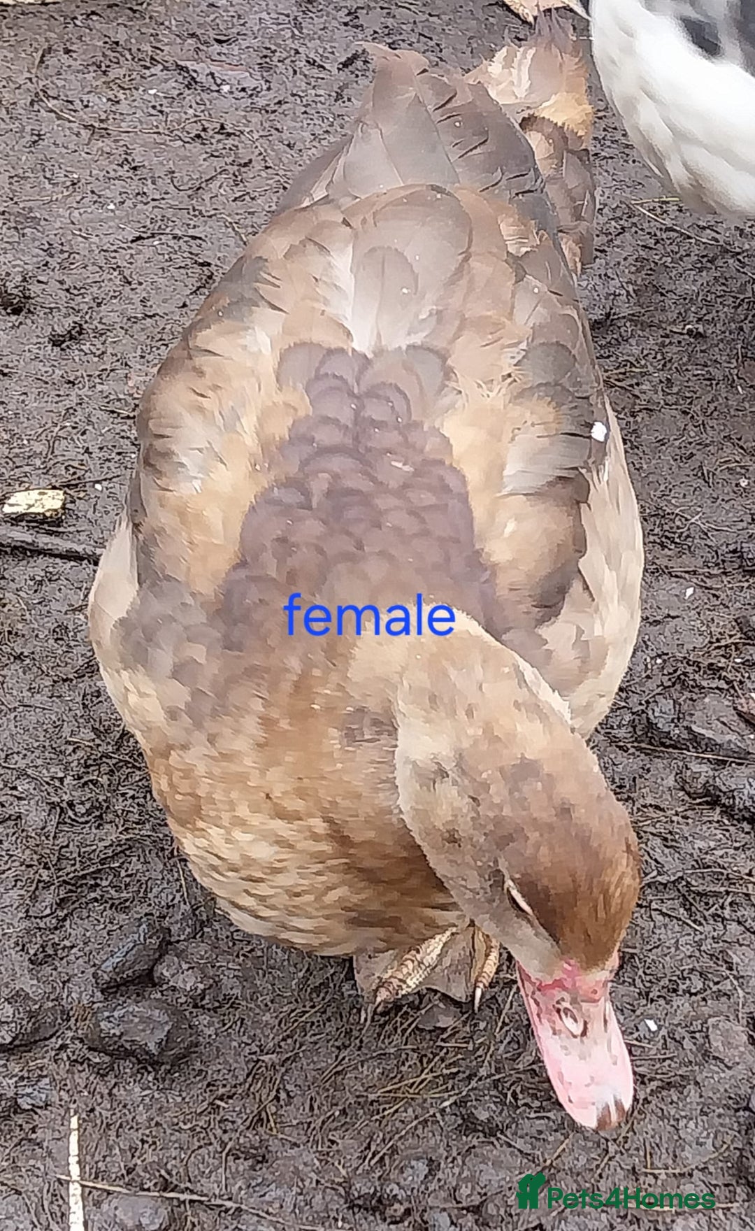 Ducks poultry for sale: Moscovy ducks for sale - Image 6