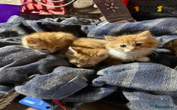 Mixed Breed cats for sale: Ginger farm kittens for sale  - Image 3
