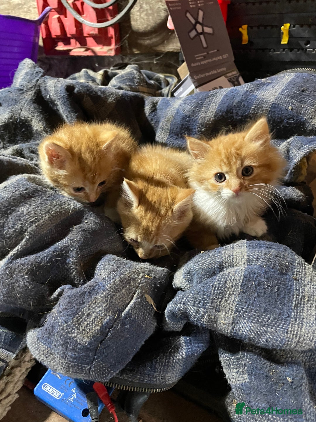 Mixed Breed cats for sale: Ginger farm kittens for sale  - Image 3