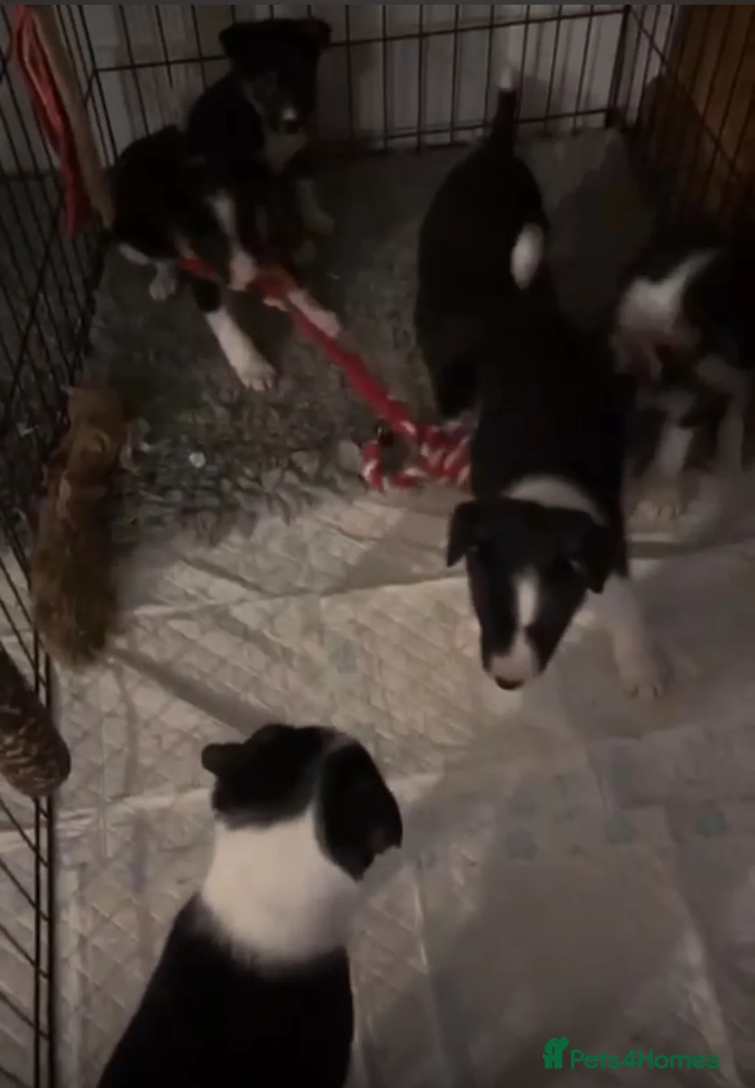 Border Collie dogs for sale: Border collie puppies - Advert 1