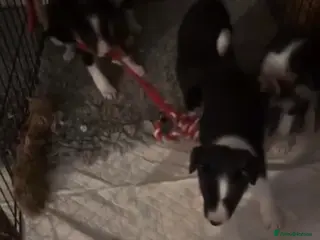 Border Collie dogs Border collie puppies - Advert 1