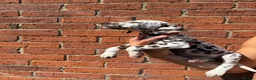 Dalmatian dogs for sale: ++Baer tested last male ready to leave  - Advert 4
