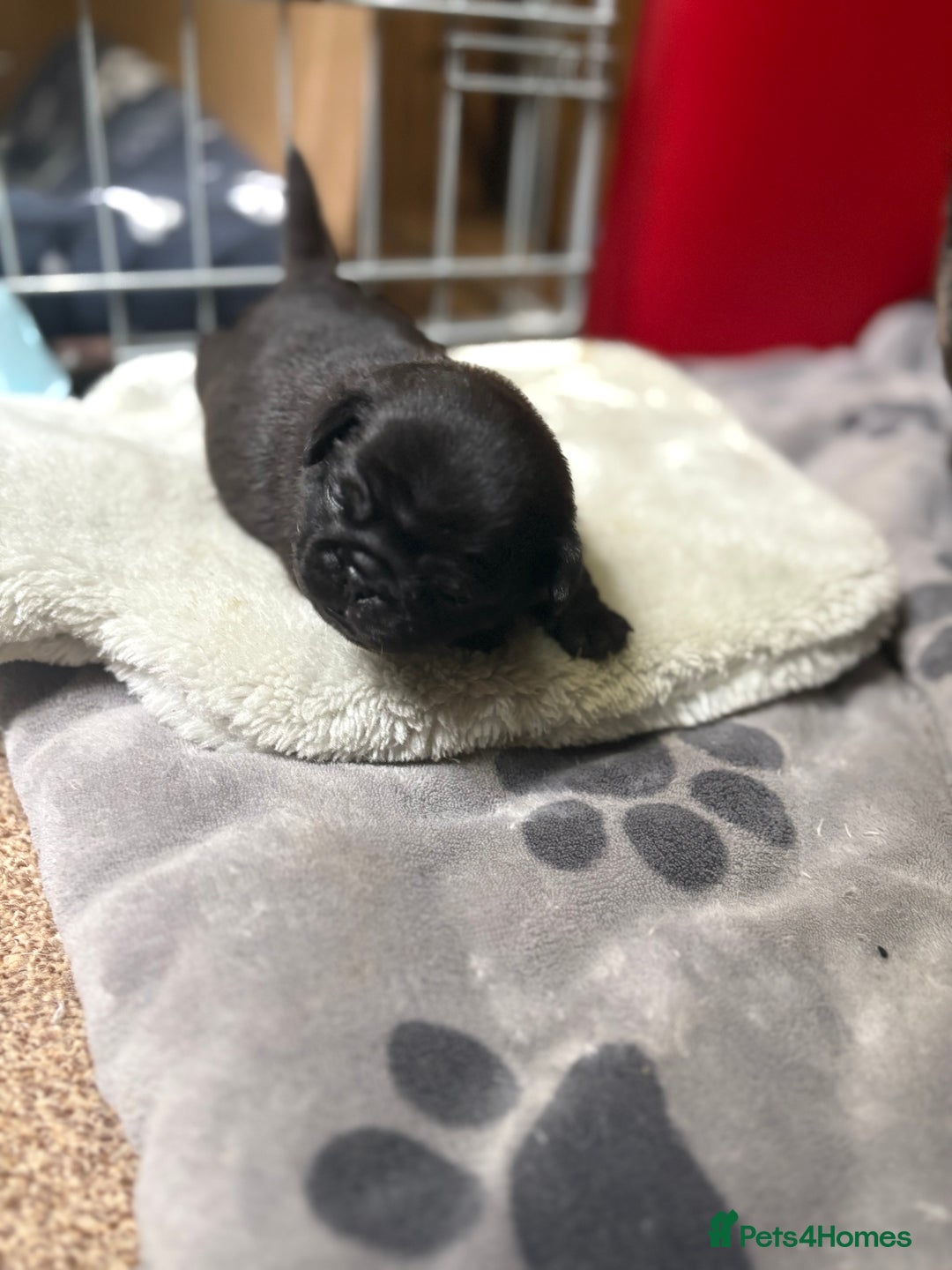 Pug dogs for sale: 3 Pure Breed Pug Puppies looking for forever homes - Image 6