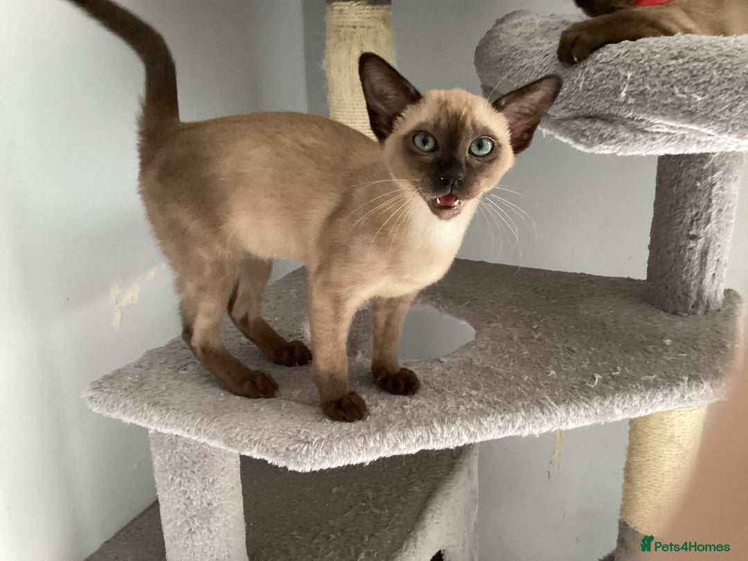 Burmese cats for sale: Burmese x Siamese, registered GCCF Tonkinese. - Image 4