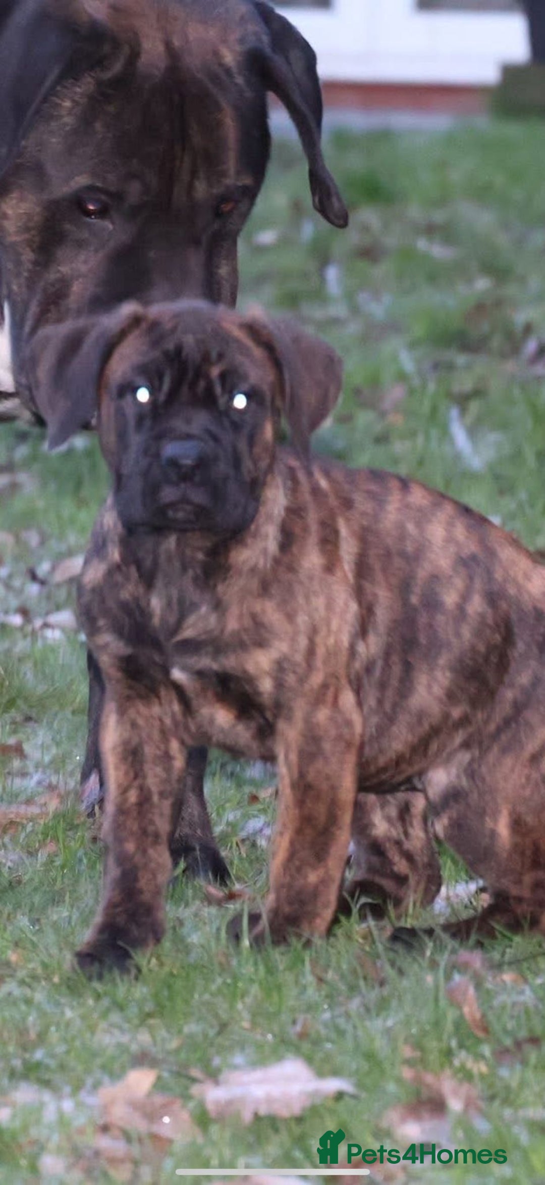 Presa Canario dogs for sale: Presa Canario Puppies (Recognised Breeder) - Advert 13