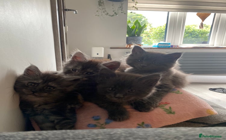 Maine Coon cats - Advert 9