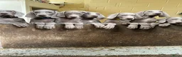 Weimaraner dogs for sale: Ready to leave. Stunning Weimaraner Puppies  in Bridgend - Advert 3