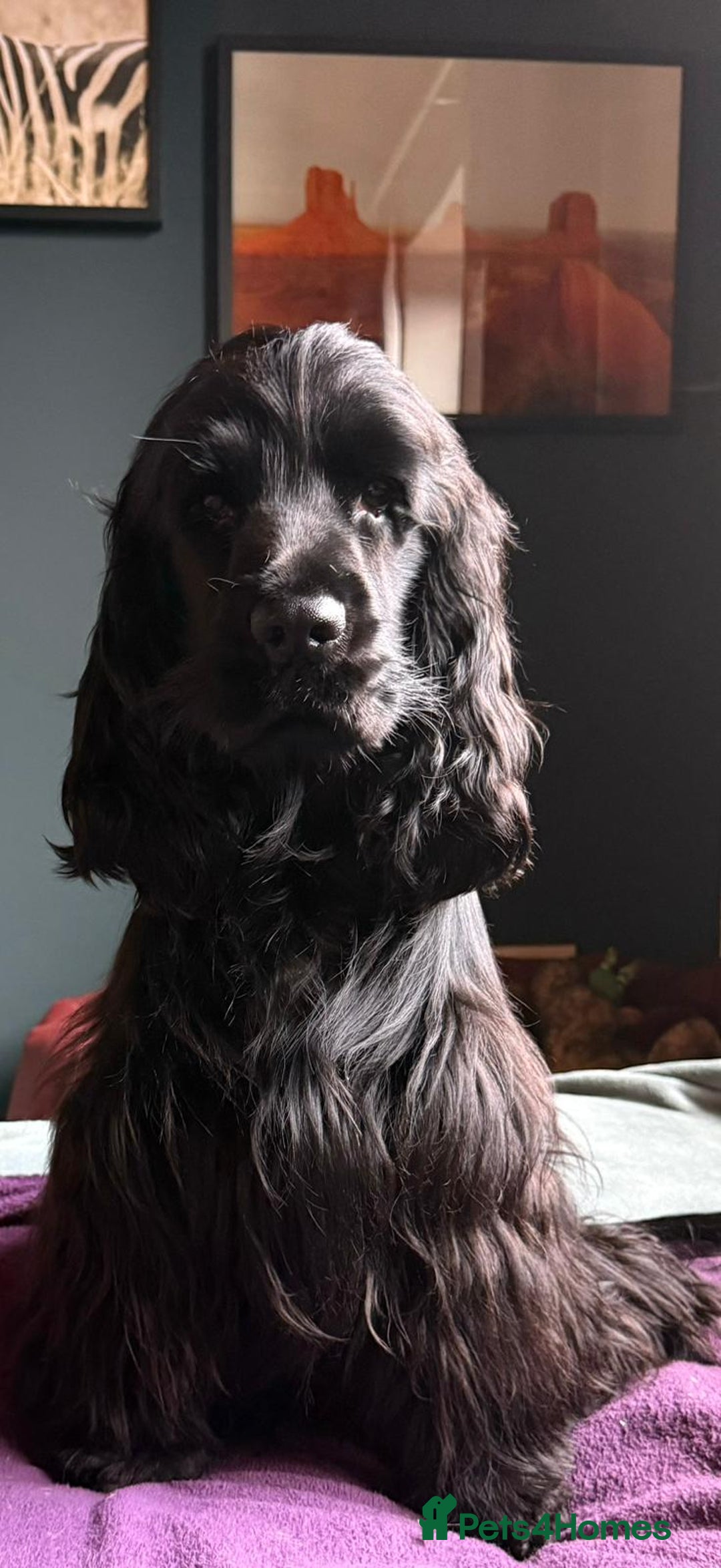 Cocker Spaniel dogs for sale: Beautiful Black Show Type Cocker Spaniel Female - Image 2