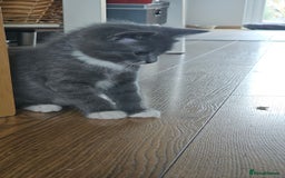 Mixed Breed cats for sale: 4 adorable kittens — 2 boys girls and 2 girls. - Image 22