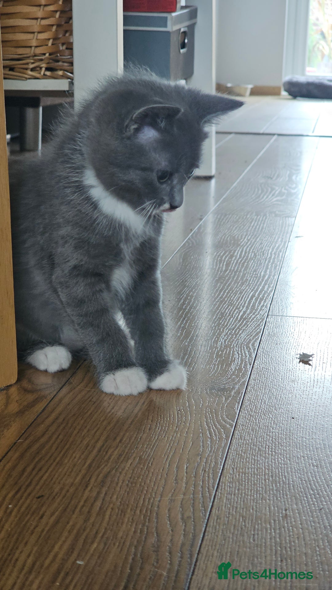 Mixed Breed cats for sale: 4 adorable kittens — 2 boys girls and 2 girls. - Image 22