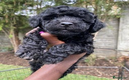 Miniature Poodle dogs for sale: 💌 To Loving Homes Only: - Image 11