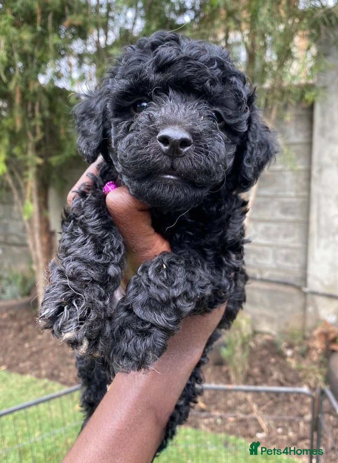 Miniature Poodle dogs for sale: 💌 To Loving Homes Only: - Image 11