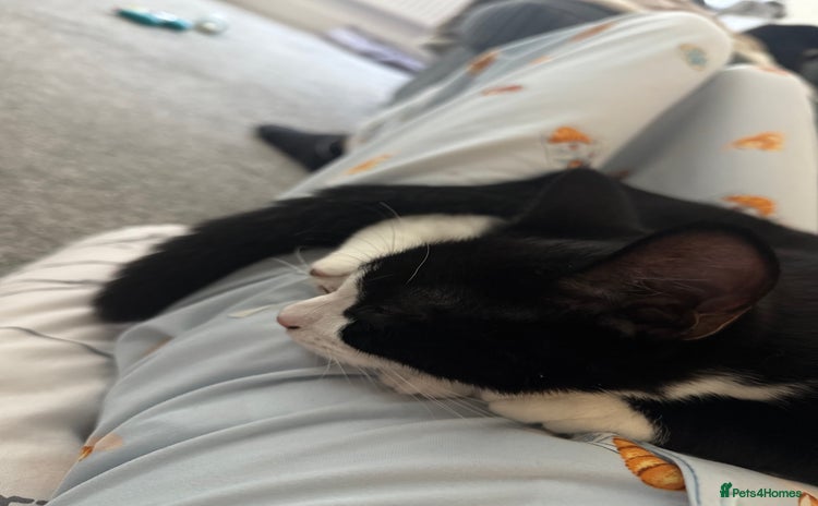 Mixed Breed cats for sale - Advert 1