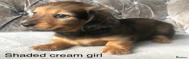 Miniature long haired Dachshund shaded cream girl