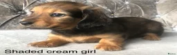 Miniature Dachshund dogs for sale: Miniature long haired dachshund puppies - Advert 11