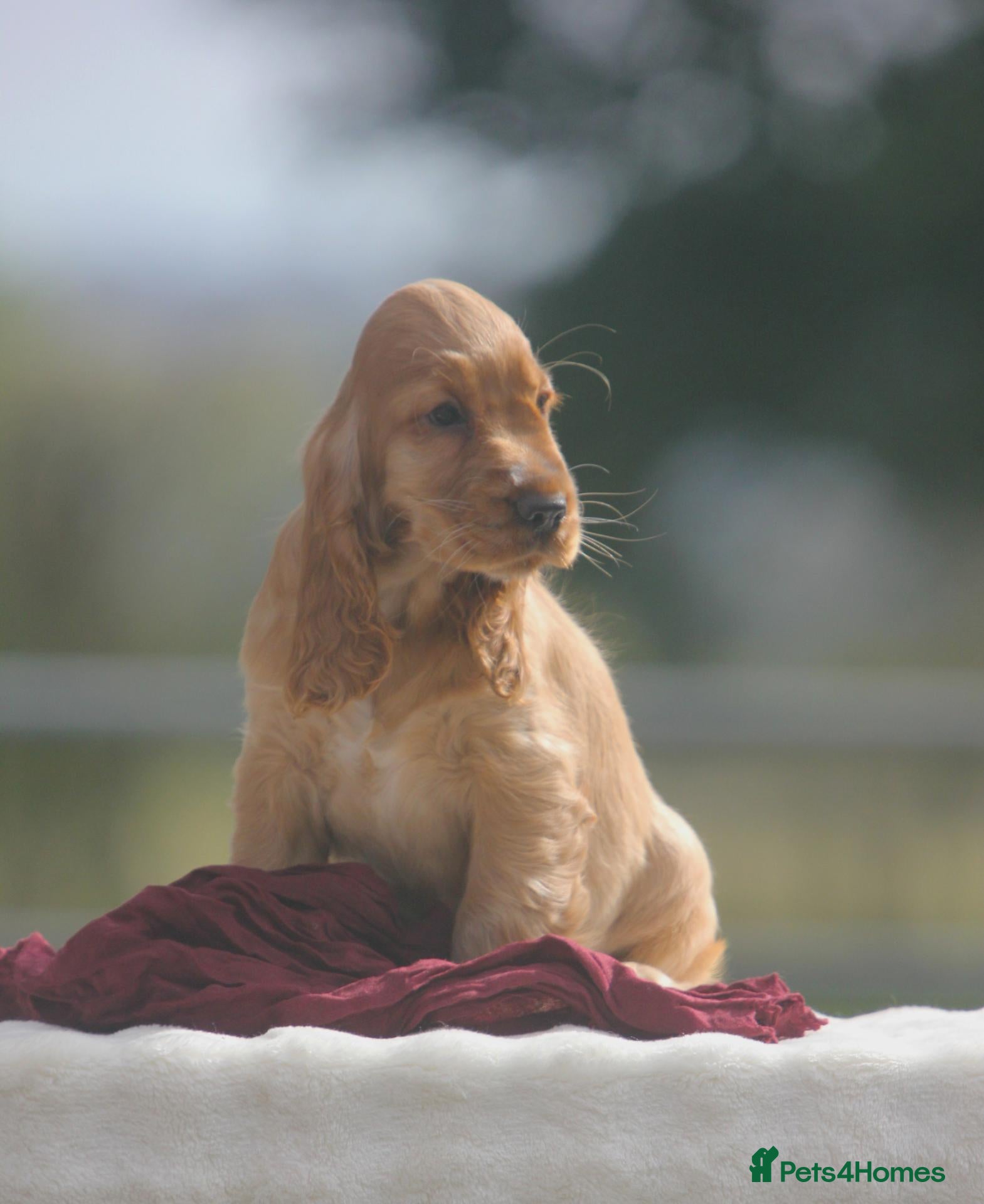 Cocker Spaniel dogs Quality show type puppies by Mango  - Advert 1