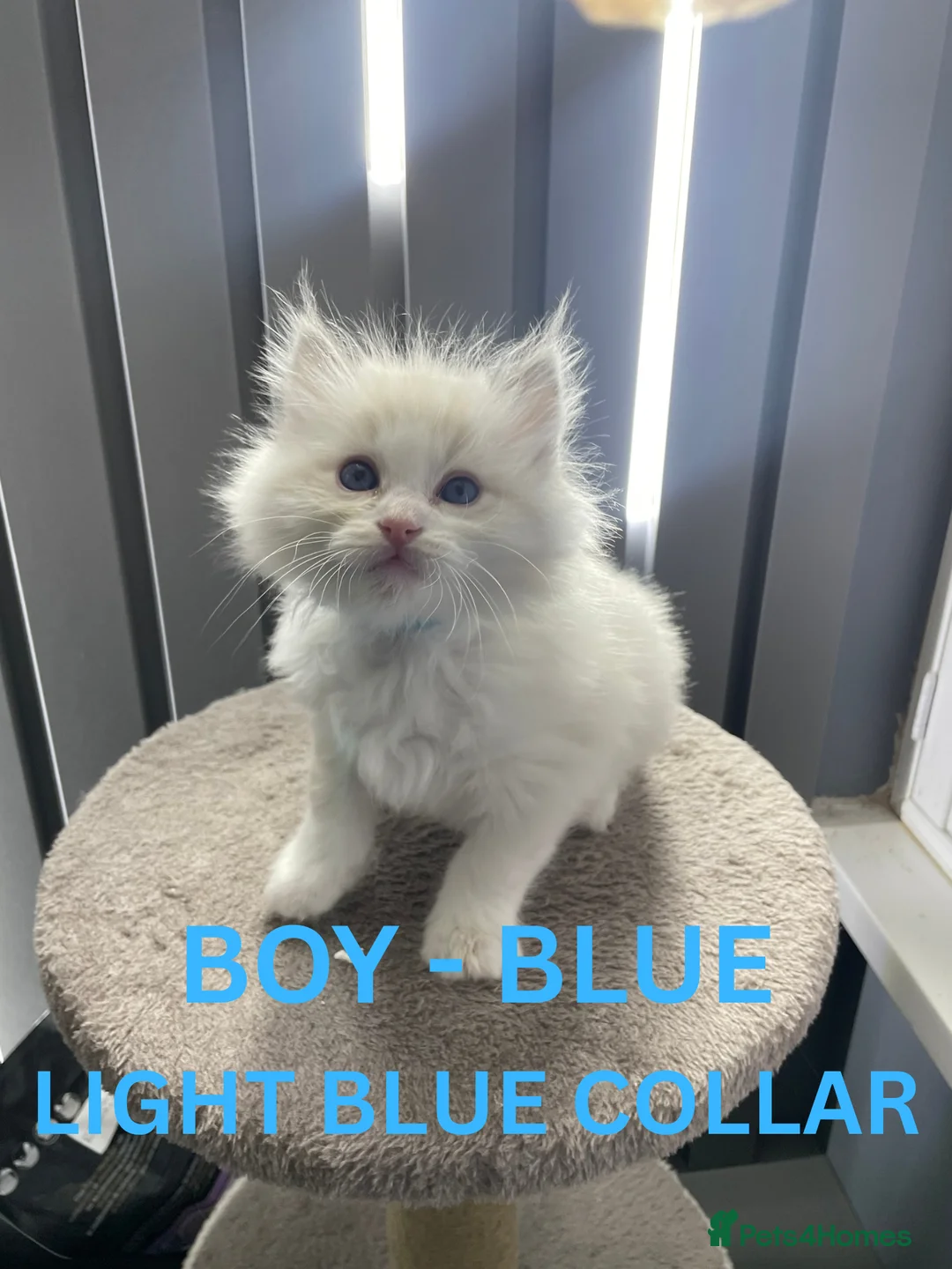 Ragdoll cats for sale: 4 lovely Blue Lynx Bicolour Ragdolls Kittens - Advert 18