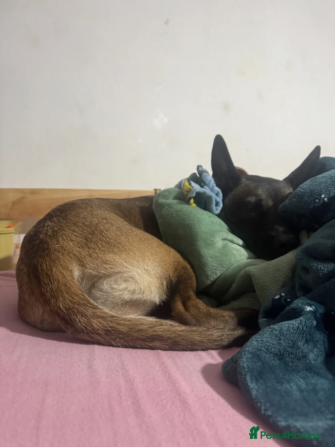 Mixed Breed dogs for sale: Azula  - Advert 2