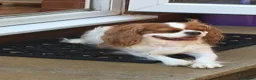Cavapoo dogs for sale: Cavapoo Adult Rehoming  in Stafford - Advert 2