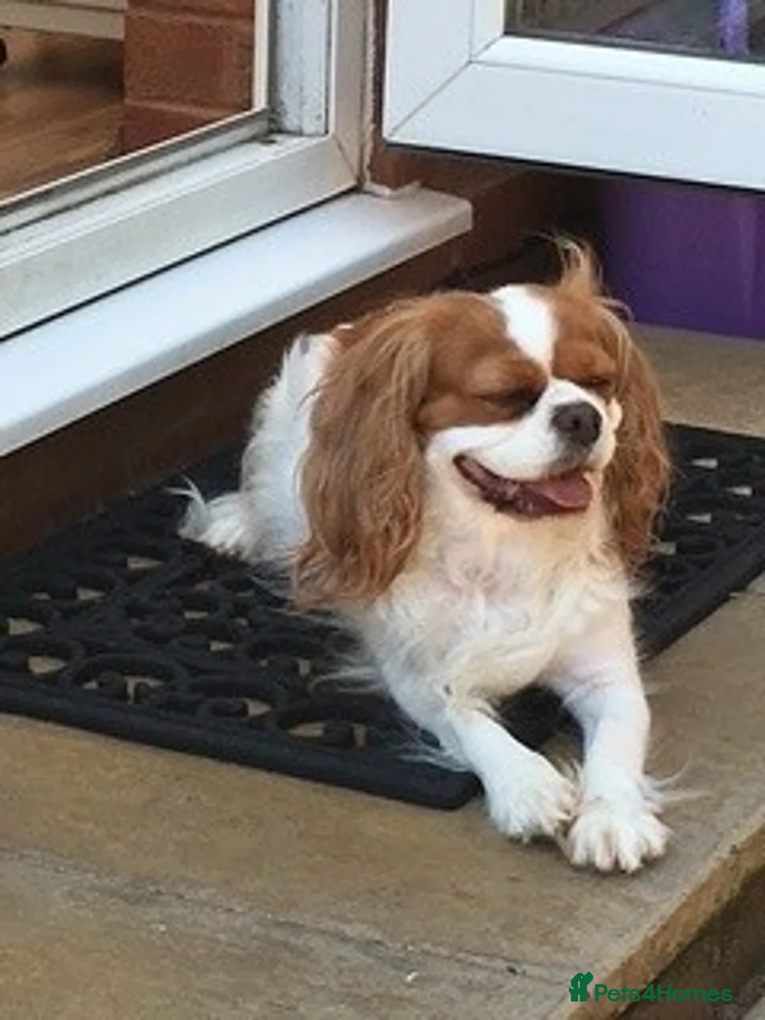 Cavapoo dogs for sale: Cavapoo Adult Rehoming  in Stafford - Advert 2