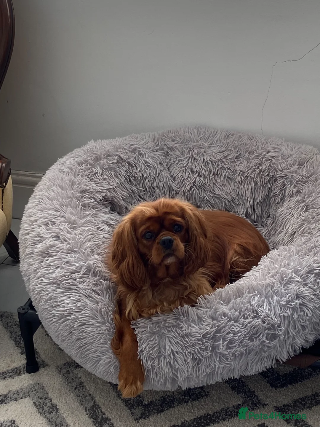 Cavalier King Charles Spaniel dogs for sale: Cavalier King Charles Spaniel Female - Advert 2