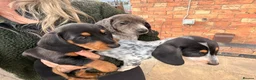 Dachshund dogs for sale: Two beautiful Isabela dachshund b in Rugby - Advert 32