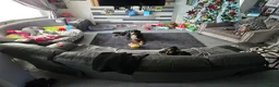 Bernese Mountain Dog dogs for sale: Bernese mountain dog (Bess). in Liverpool - Advert 10