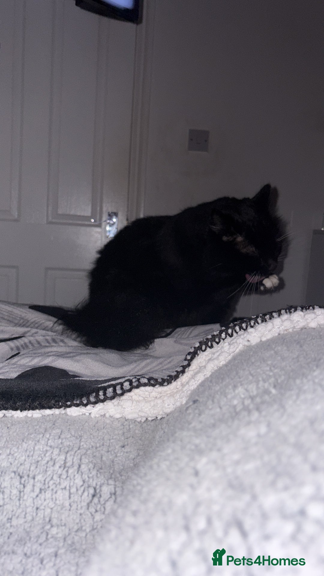 Maine Coon cats for sale: gorgeous maine coon 11 months old  - Advert 7