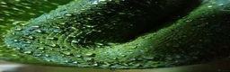 Python Snake reptiles for sale: Stunning Sorong green tree python with set up - Advert 6