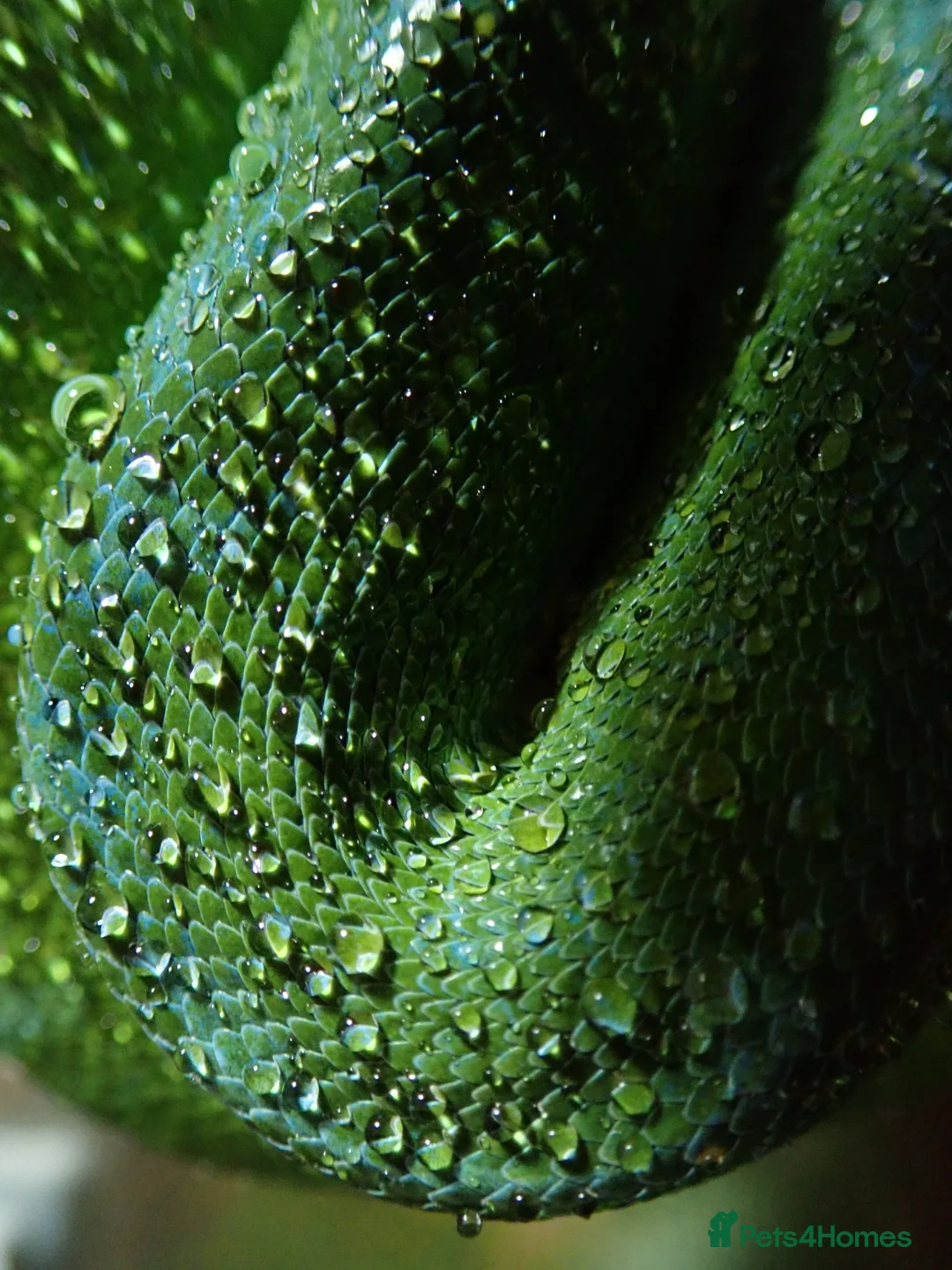 Python Snake reptiles for sale: Stunning Sorong green tree python with set up - Advert 6