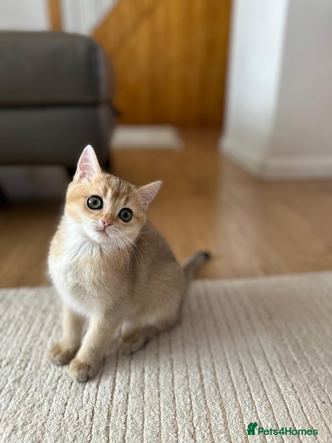 British Shorthair cats for sale: Last British Shorthair Golden kitten GCCF reg - Advert 27