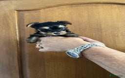 Yorkshire Terrier dogs for sale: Yorkshire terrier puppy  - Image 11