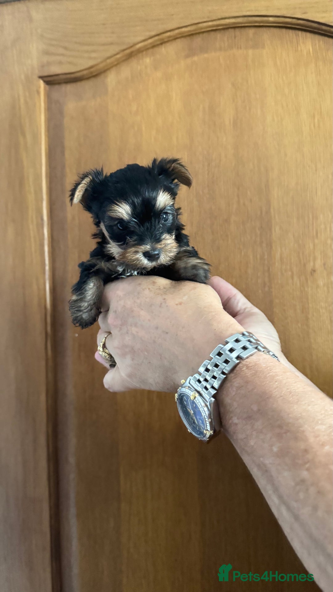 Yorkshire Terrier dogs for sale: Yorkshire terrier puppy  - Image 11