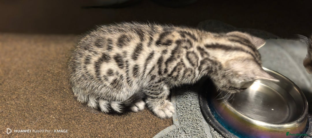 Bengal cats for sale: Sweet Bengal Kittens For Sale  - Image 14