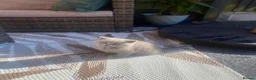 British Shorthair cats for sale: British short hair kittens for sale - Advert 5