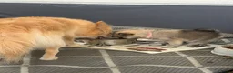 Pomeranian dogs for sale: Beautiful Russian line pomperanians - Advert 19