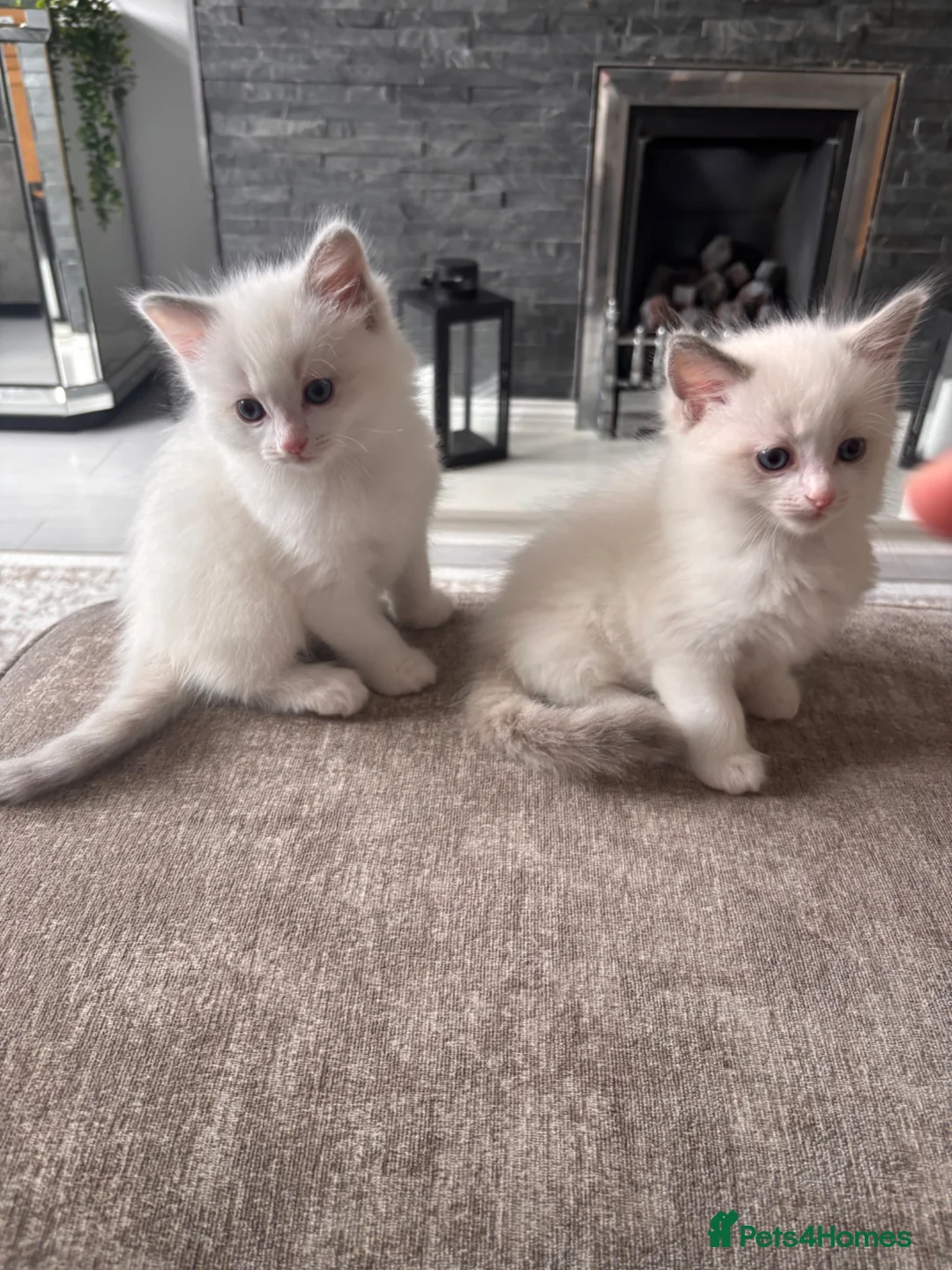 Ragdoll cats for sale: Pure Bred Ragdoll Kittens in Hartlepool - Advert 1