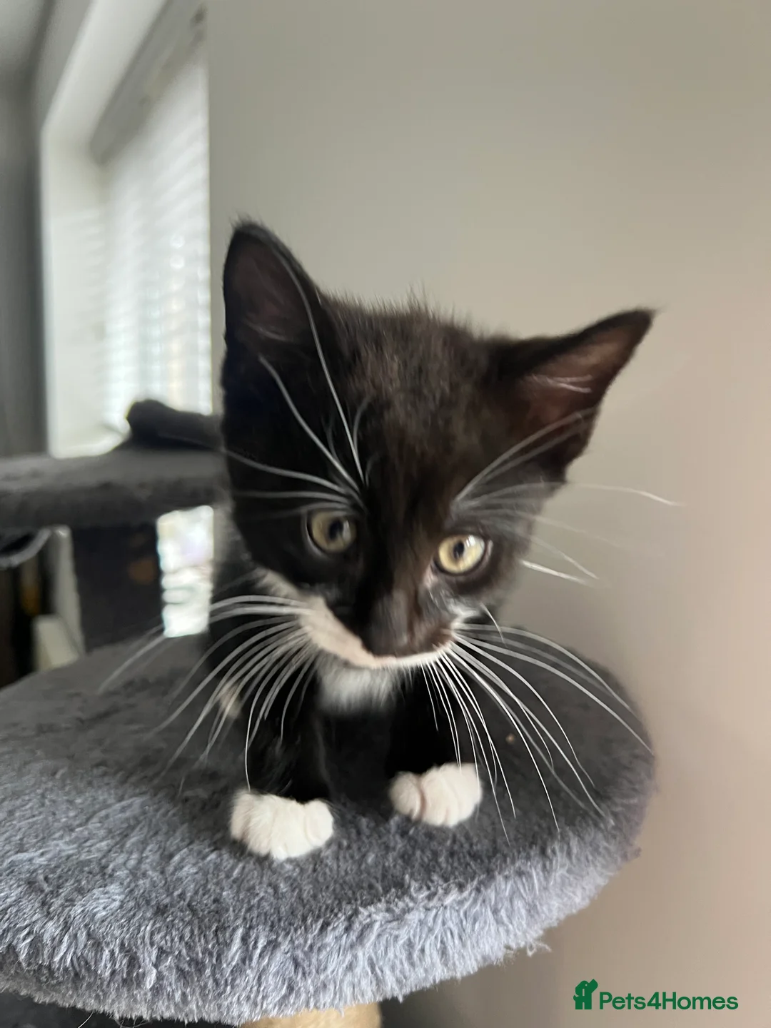 Mixed Breed cats for sale: kittens ready for a new home. - Advert 6