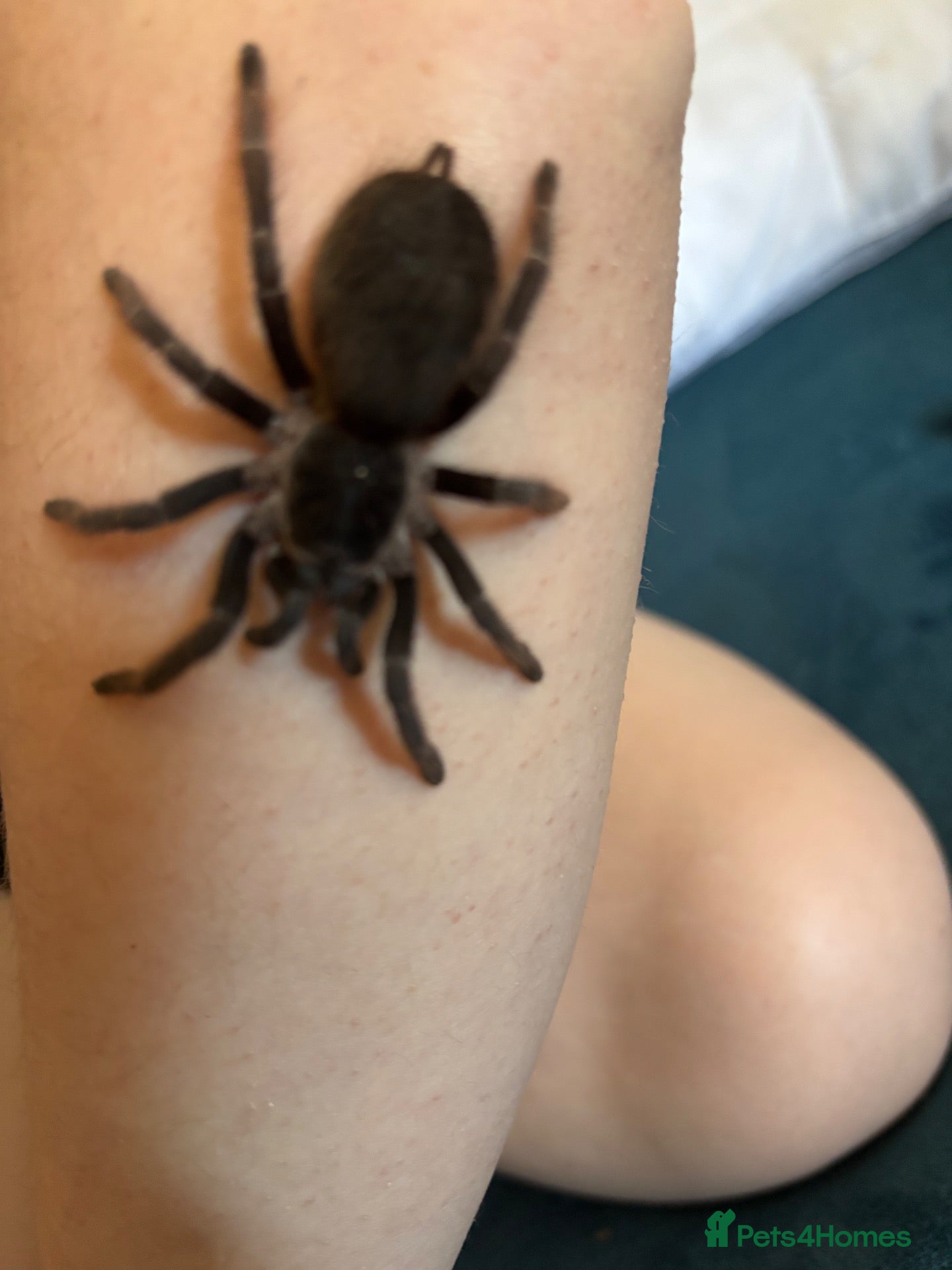 Spiders invertebrates Tarantula  - Advert 1