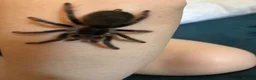 Spiders invertebrates for sale: Tarantula  in Haywards Heath - Advert 1