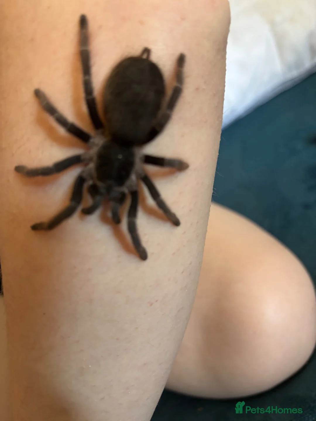 Spiders invertebrates for sale: Tarantula  in Haywards Heath - Advert 1
