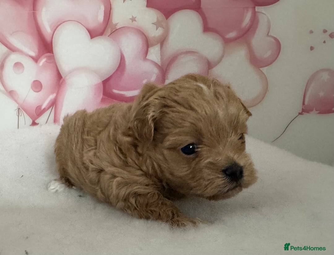 Maltipoo dogs for sale: Two boys left to reserve  - Advert 3