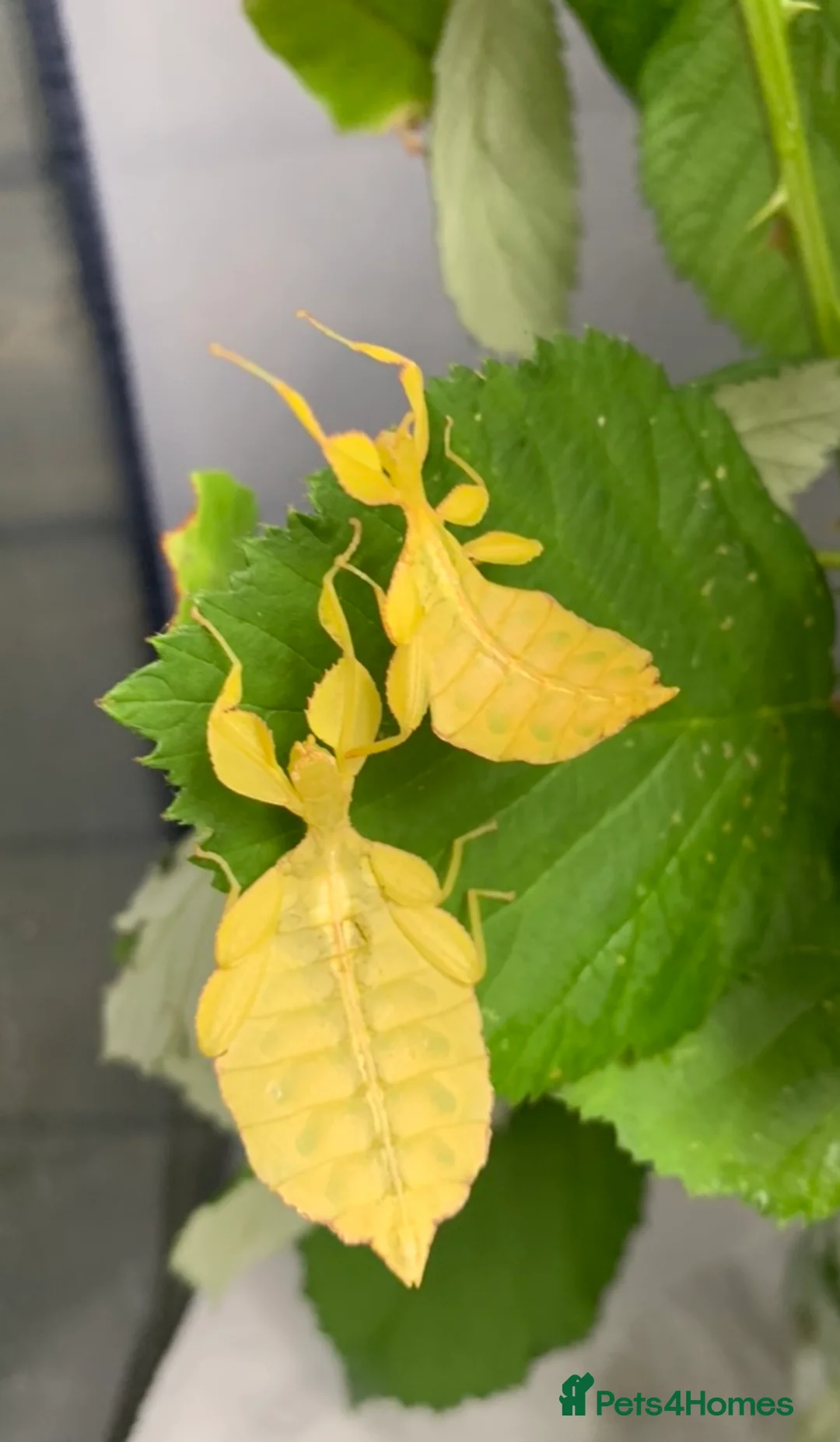 Stick Insects invertebrates for sale: Phyllium philippinicum nymphs (leaf insects) - Advert 9