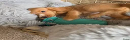 Cocker Spaniel dogs for sale: Working Type Cocker Spaniels - Advert 16