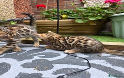 Bengal cats for sale: ✨ Bengal Kittens Looking for Loving Homes ✨ - Image 31