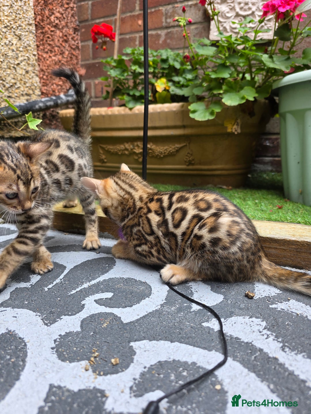 Bengal cats for sale: ✨ Bengal Kittens Looking for Loving Homes ✨ - Image 31